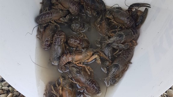 Uhynuté raky v Dunaji: Inšpektori zistili predbežné porušenie zákona