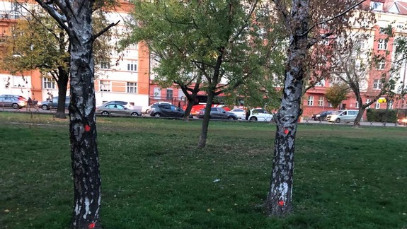 Bude sa rúbať? Obyvateľov prekvapili označené stromy pri Bernoláku.