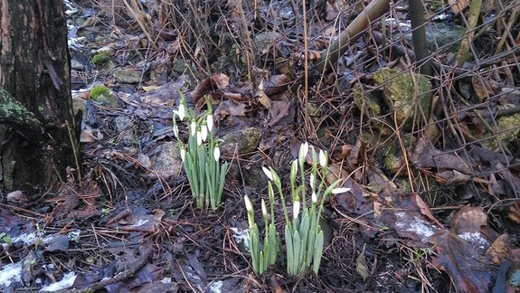 VIDEO: V Záhorskej Bystrici i na viacerých ďalších miestach Bratislavy začalo poobede snežiť...
