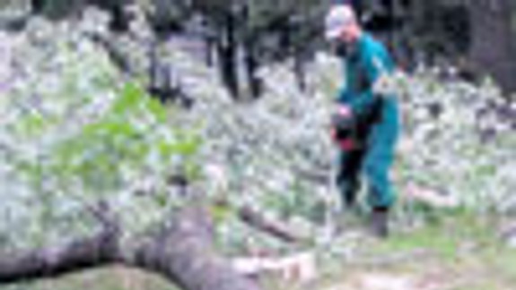 Výrub stromov v parku nebol oprávnený