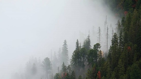 Unikátny dokument E. Baláža Nesmrteľný les má dnes premiéru