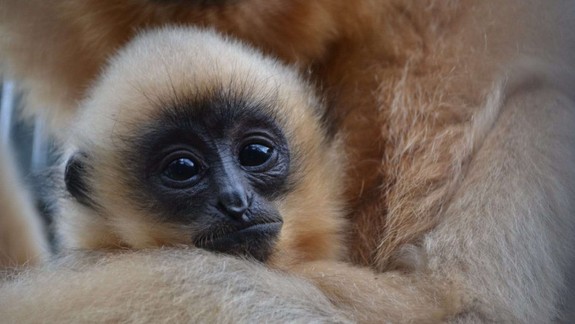 Zoo Bratislava otvára 63. sezónu, pre návštevníkov je pripravený program