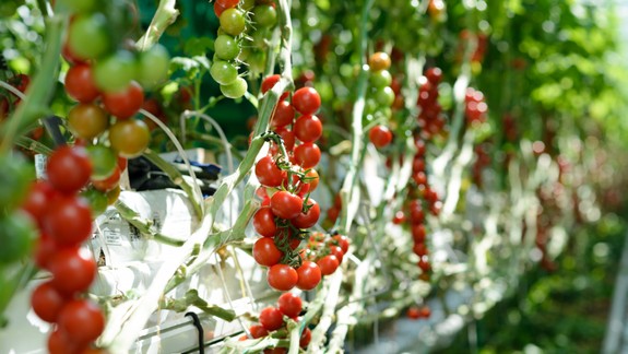 Jedia vaše deti paradajky? Prečítajte si ich dôležité zdravotné benefity