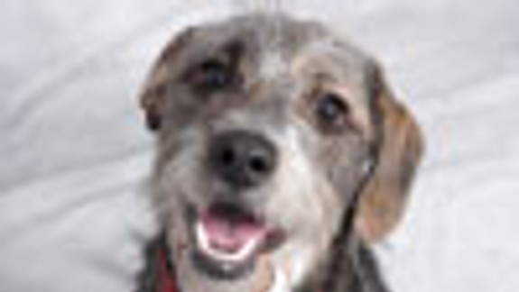 V Horskom parku našlo domov 20 psov