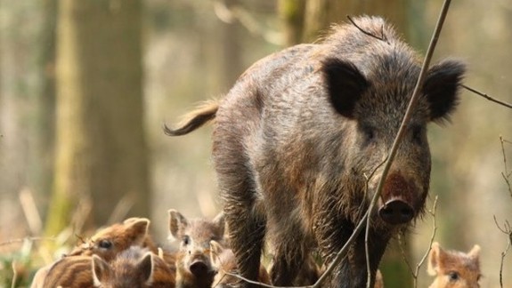 Hasiči zasahujú: Na cintoríne Slávičie údolie pobehovali diviaky