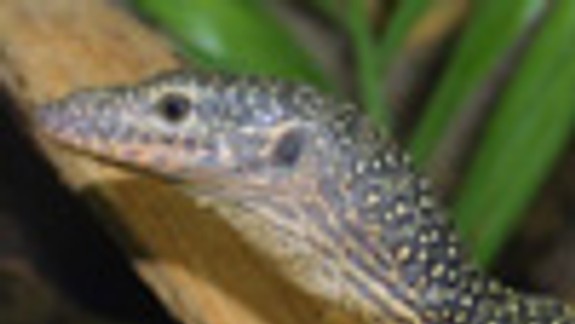 Do ZOO v utorok pribudli tri varany mangrovové