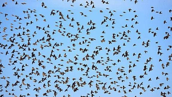 Pozrite na oblohu: Jesenná vtáčia migrácia vrcholí, na cestu sa vydali miliardy operencov