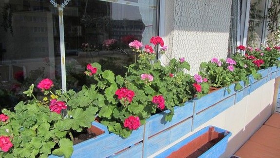 VIDEO: V Karlovej Vsi sa o zeleň starajú príkladne – myslia už aj na jar