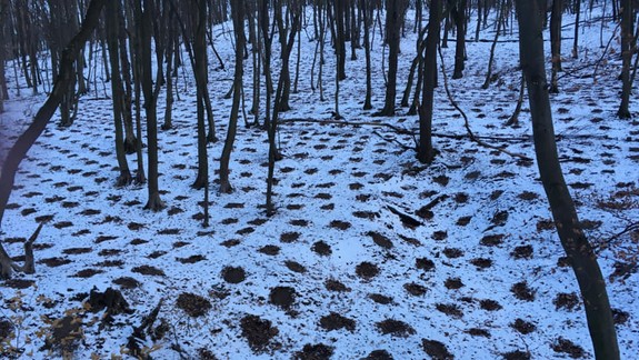 KURIOZITA: V lese nad Dúbravkou sa objavili na snehu záhadné útvary – ľudia nechápali, ako mohli vzniknúť...