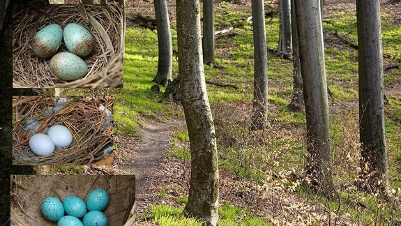 FOTO: Najkrajšie veľkonočné kraslice majú okrídlení obyvatelia Mestských lesov