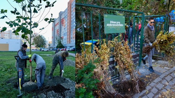 FOTO: V Bratislave vysadili cez víkend 10.000 sadeníc - kde všade pribudli nové stromčeky?