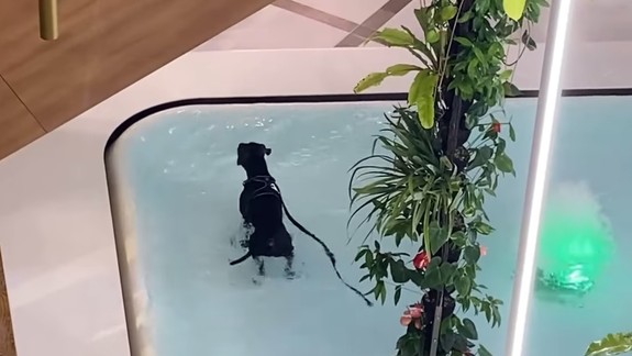VIDEO: Čierny pes si spravil z Auparku aquapark - pozrite, čo tam vystrájal...