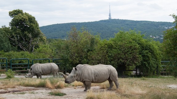 V zoo sa koná Zásadný víkend, sadia sa stromy či kríky