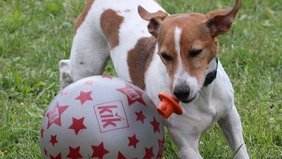 Pre milovníkov zvierat: Dúbravka bude opäť hľadať naj psa