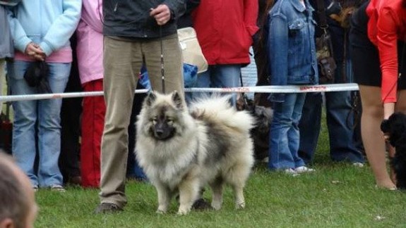 Bratislava počas víkendu privíta dve medzinárodné výstavy psov