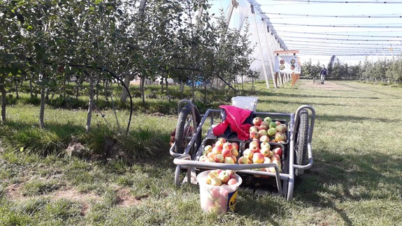 Samozber jabĺk v BIO sade pri Bratislave je v plnom prúde, funguje aj v nedeľu: Čo je v ponuke a za koľko?