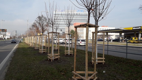 Nové Mesto pokračuje v inventarizácii stromov a kríkov