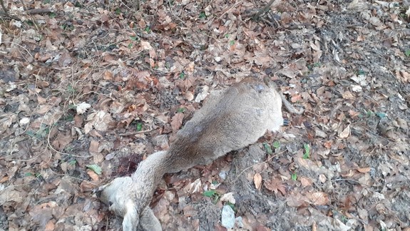 Voľne pustené psy napadli na Železnej studienke gravidnú srnku – poľovník ju musel utratiť!