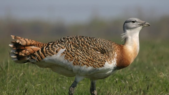 Vďaka úradníkom z ministerstva dopravy zahniezdili v Rusovciach vzácne dropy