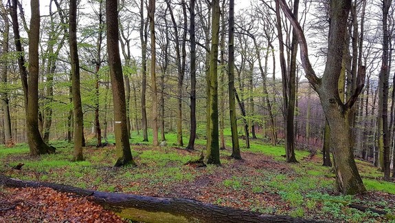 Suché počasie ovplyvnilo aj vodné toky i porast v mestských lesoch
