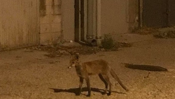 FOTO: Po Karlovej Vsi pobehovala vystrašená líška