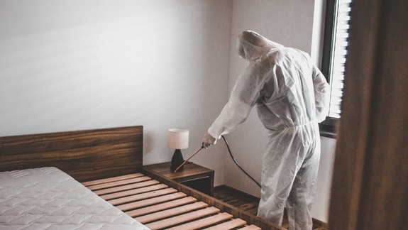 Z dovolenky si môžete priniesť aj ploštice. Ako s nimi v byte bojovať?