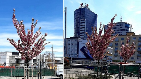 FOTO: Na Trnavskom mýte mesto obetuje rozkvitnuté čerešne, aby tam mohlo vysadiť iné stromy!