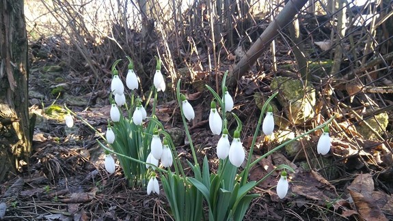 Snežienok sú plné lesy. Trhať ich je ale zakázané, hrozí pokuta