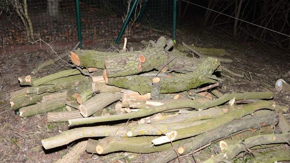 V Rusovciach nelegálne vyrúbal stromy za tisíce eur, obvinili ho policajti