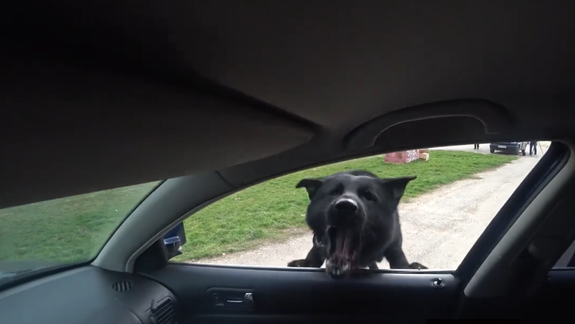 VIDEO Polícia smúti: Náhle ich opustila dlhoročná "psia" posila nemecký ovčiak Gumička