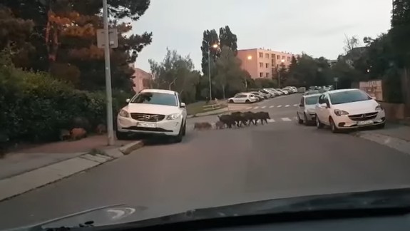 VIDEO: Na Bárdošovej ulici objavili ležovisko diviakov