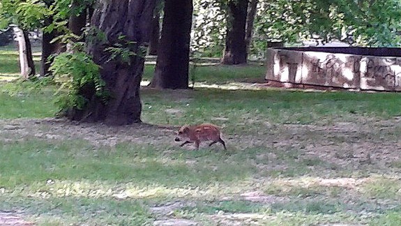 Do Sadu Janka Kráľa sa zatúlal mladý diviak