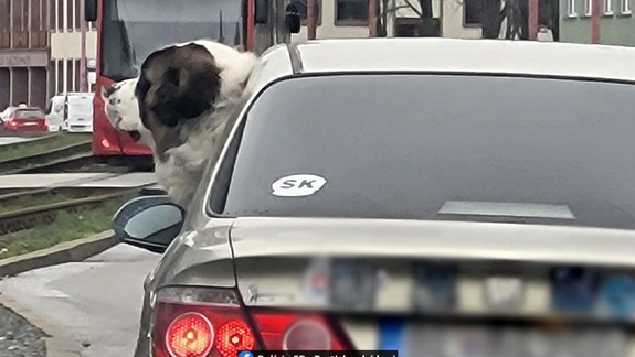 Divočina v Bratislave. Cez víkend diviak v meste... V pondelok pes za volantom?