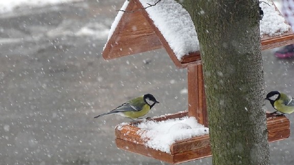 Prikrmujete vtáky? Kŕmidlá by ste mali aj pravidelne čistiť