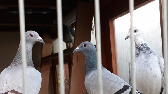 Chovatelia hydiny a vtáctva by si mali dať pozor! Na Slovensku vyčíňa vtáčia chrípka...