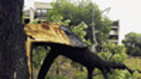 V dôsledku víchrice odstránia v centre 13 stromov