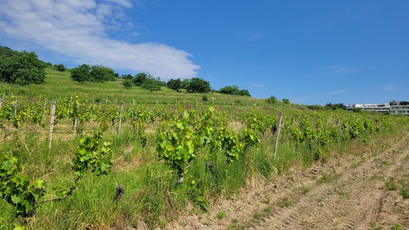 Rača pripravuje návrh na mimoriadne dotácie pre vinohradníkov