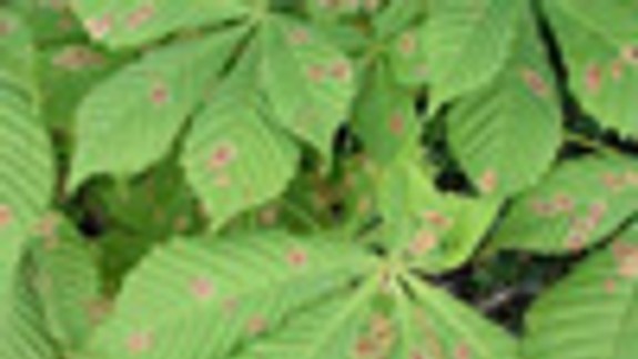 V Starom Meste liečia pagaštany konské