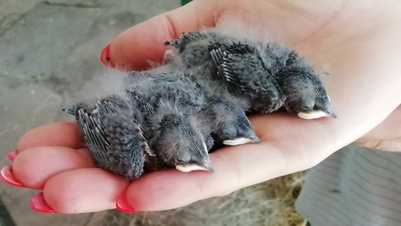 Radíme: Čo robiť, ak nájdete na zemi vtáča?