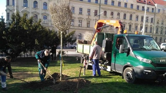 FOTO: Na Námestí SNP vysadili 3 stromy