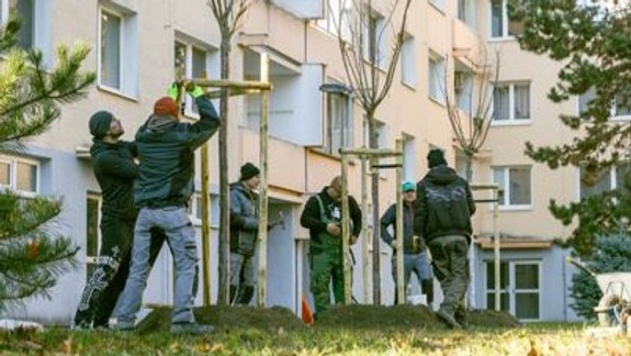 Petržalka vysadí štyri stovky drevín, najpočetnejšími druhmi budú javory, okrasné hrušky či čerešne