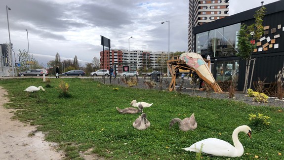 FOTO a VIDEO Toto je milé: Krásna labutia rodinka sa už niekoľko dní pasie na sídlisku v Petržalke