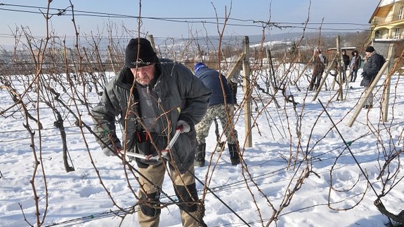 V Rači sa v sobotu bude konať obľúbená súťaž vinohradníkov
