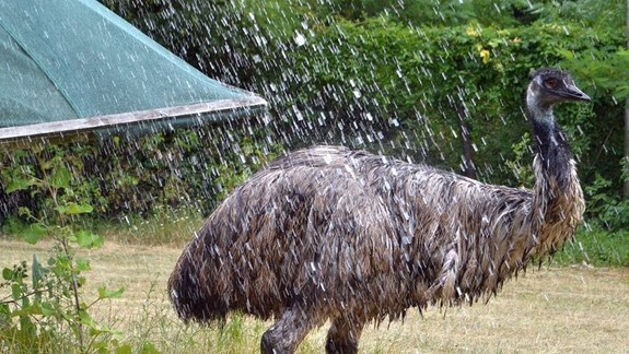 Zvieratá v ZOO chladia v horúčavách sprchami i hmlovými rozprašovačmi