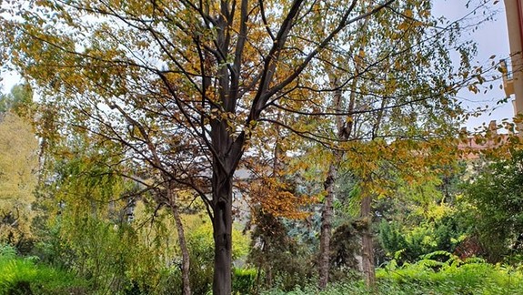 Nové Mesto pokračuje v revitalizácii zelene na svojom území