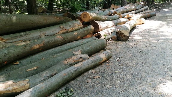 Na Kolibe už beží plánovaná ťažba dreva