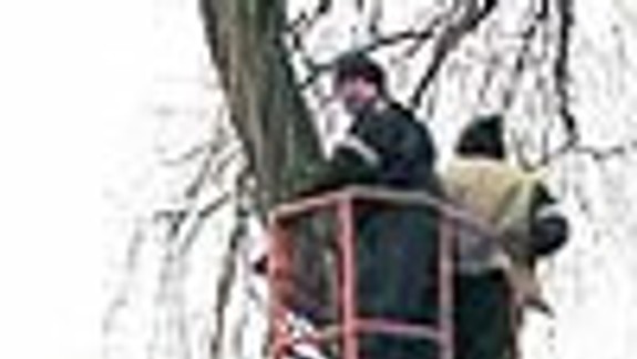 Úprava stromov obmedzí cez víkend dopravu