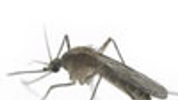 Vajnory budú riešiť postrek vlastnou cestou