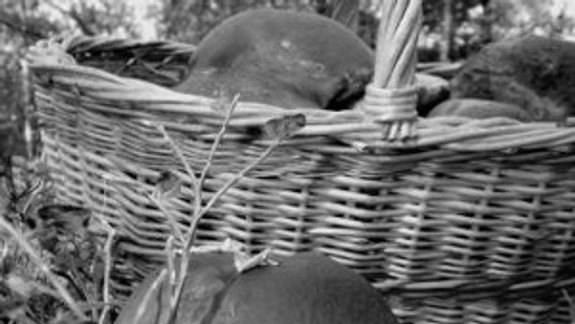 Prešporčania poznali čaro lesných húb