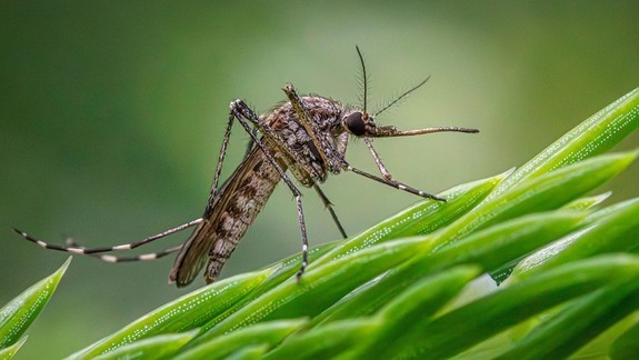 Hľadajú aj západonílsky vírus: SAV spustila druhé kolo monitoringu vírusov v komároch